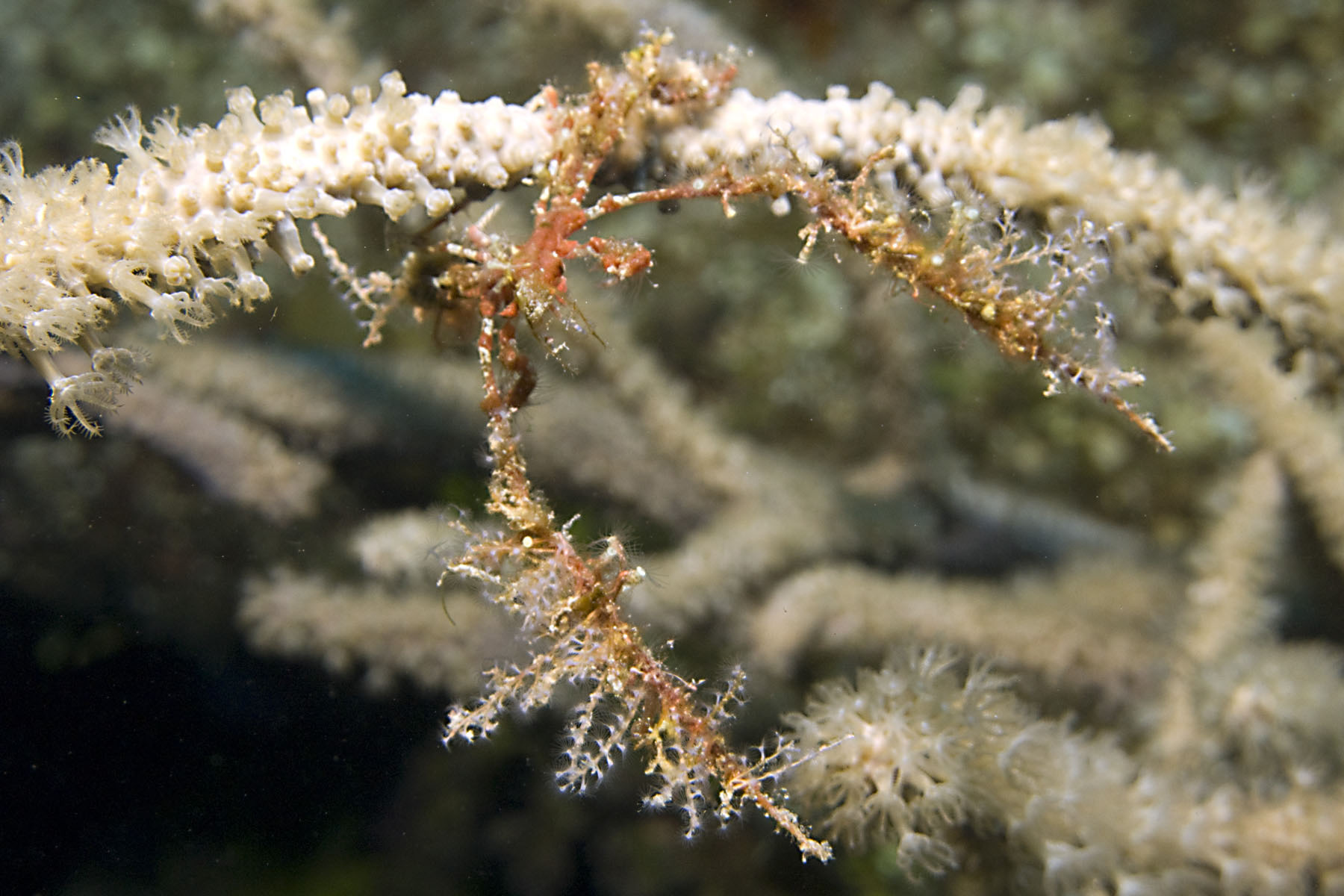 Decorator neck crab